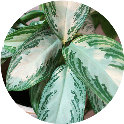 A green Chinese Evergreen houseplant with four large leaves.